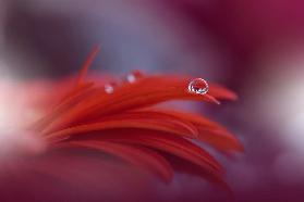 Red Passion...