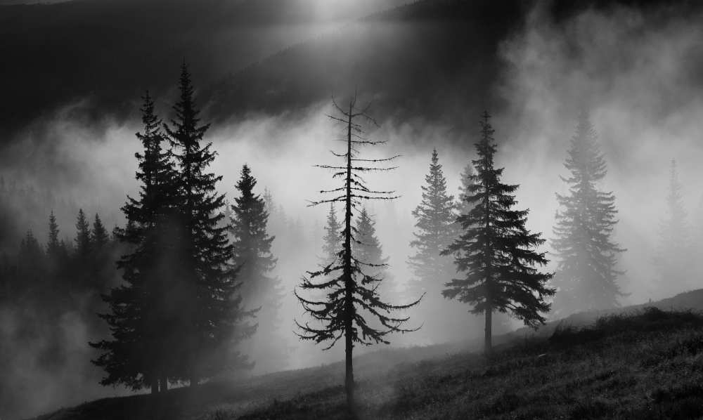 Misty forest van Julien Oncete