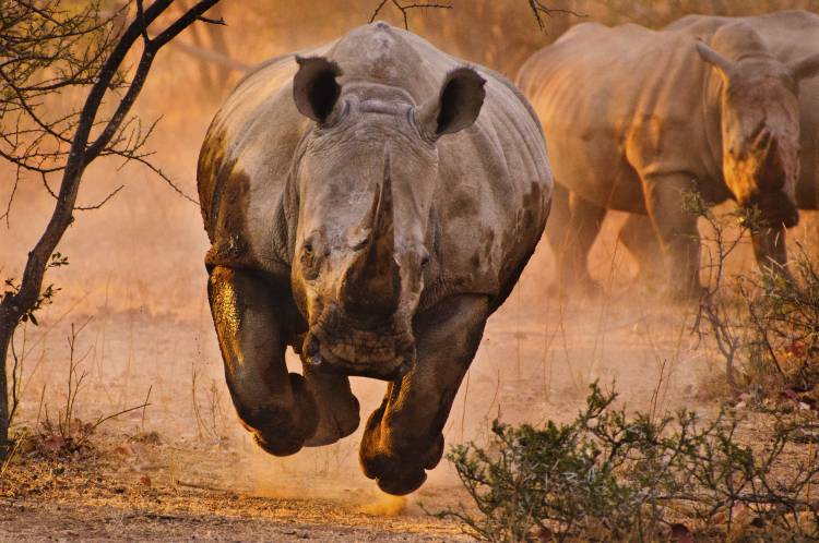 Rhino learning to fly van Justus Vermaak