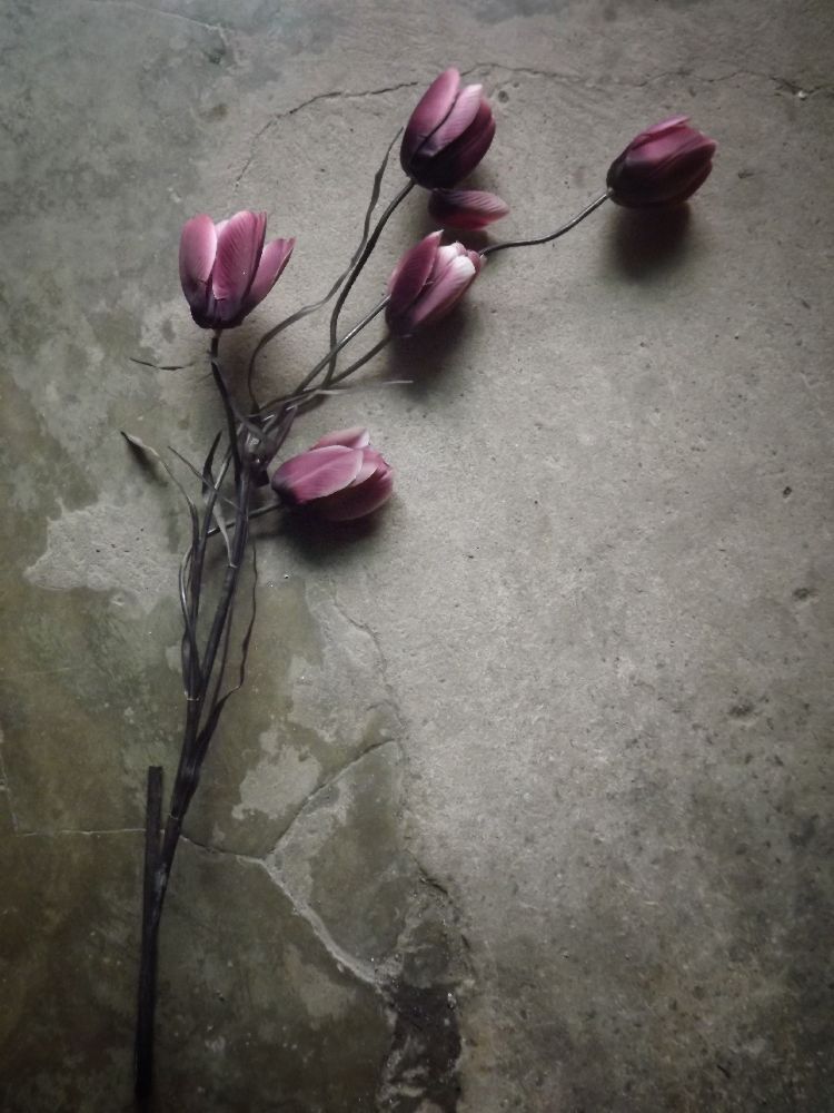 The elegant tulip van kahar lagaa