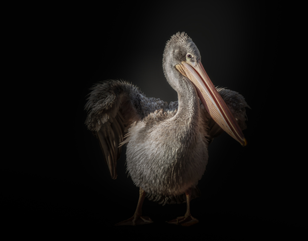 pelican van KaMerA