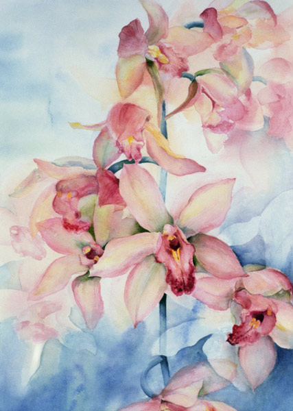 Orchid Cymbidium Ramley  van Karen  Armitage