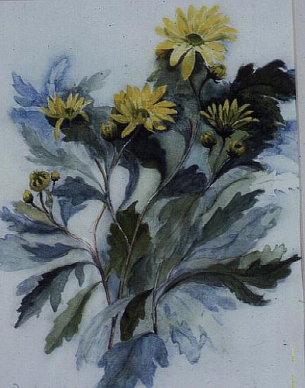 Chrysanthemum, Mary Stoker  van Karen  Armitage