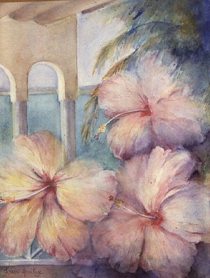 Hibiscus Pimms  van Karen  Armitage