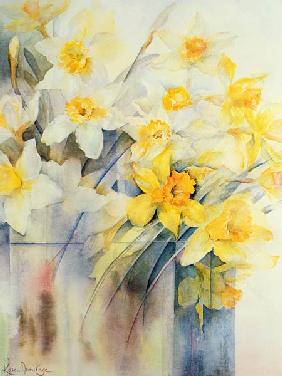 Mixed Daffodils in a Tank 