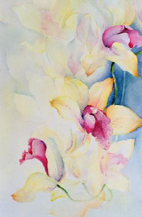 Orchid, Cymbidium, Prince Charles 