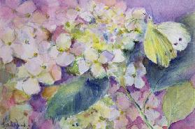 Pale Clouded Yellow Butterfly, Colias Hyale on Hydrangea 