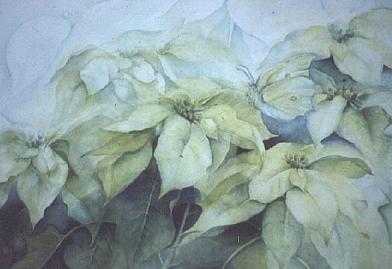 White Poinsettia (horizontal)  van Karen  Armitage