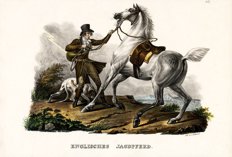 English Hunter Horse van Karl Joseph Brodtmann