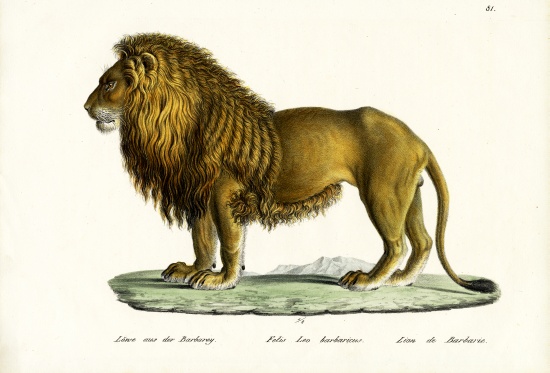 Barbary Lion van Karl Joseph Brodtmann