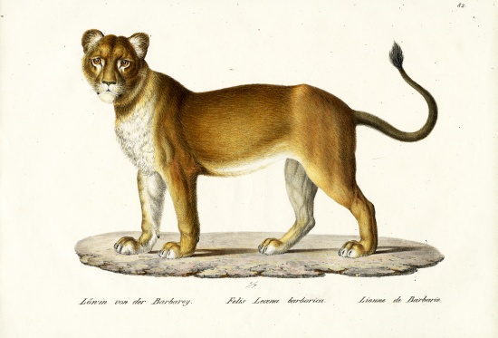 Barbary Lioness van Karl Joseph Brodtmann