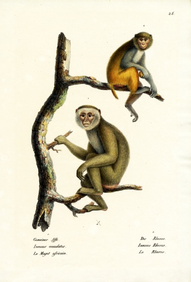 Barbary Macaque van Karl Joseph Brodtmann