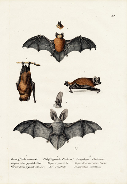 Common Pipistrelle van Karl Joseph Brodtmann