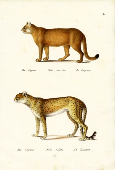 Cougar van Karl Joseph Brodtmann