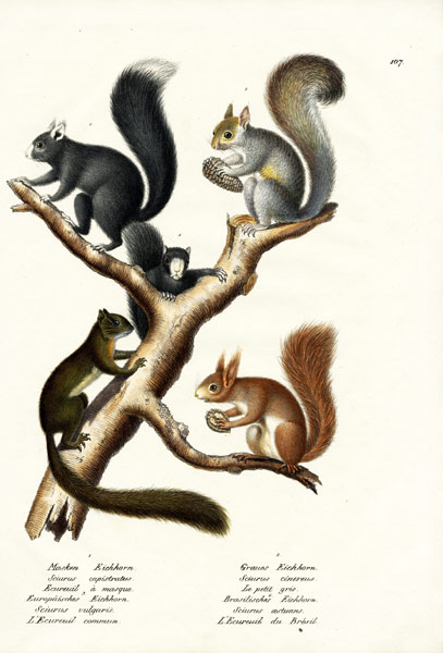 Different Kinds Of Squirrels van Karl Joseph Brodtmann