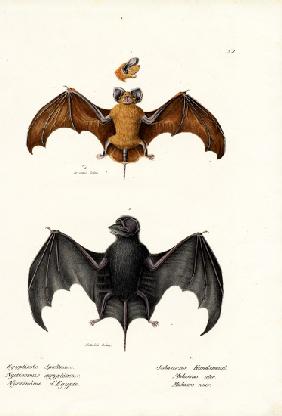 Egyptian Free-Tailed Bat