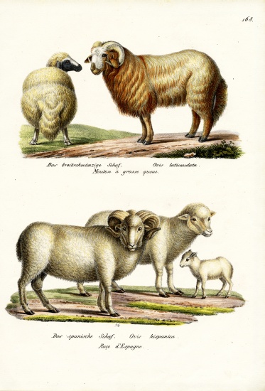 Fat-Tailed Sheep van Karl Joseph Brodtmann
