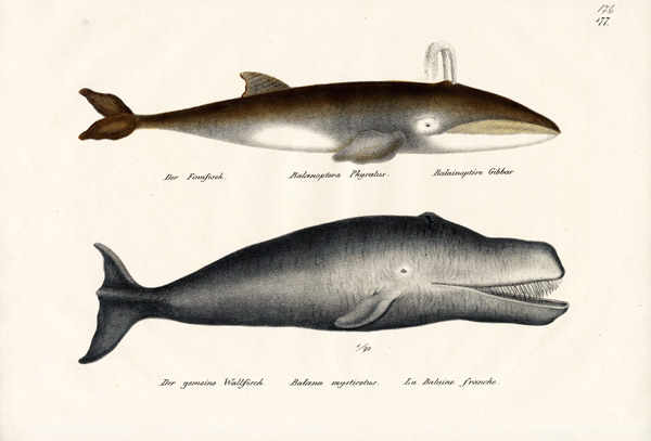 Fin Whale van Karl Joseph Brodtmann