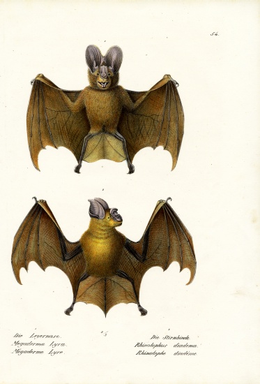 Greater False Vampire Bat van Karl Joseph Brodtmann