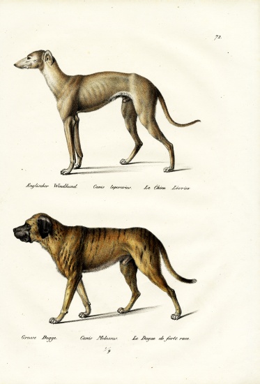 Greyhound van Karl Joseph Brodtmann