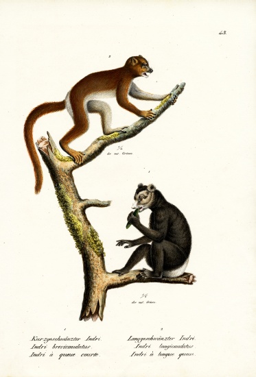Large Short-Tailed Lemur van Karl Joseph Brodtmann