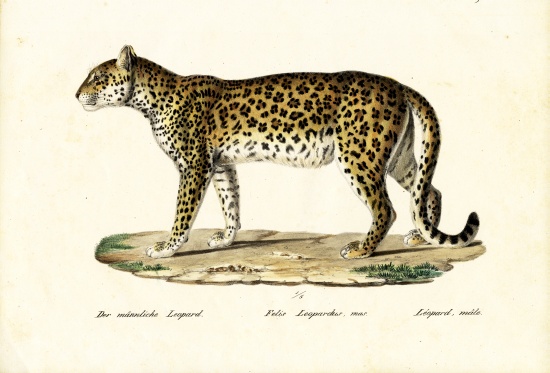 Leopard van Karl Joseph Brodtmann