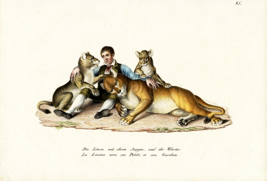 Lioness With Cubs van Karl Joseph Brodtmann