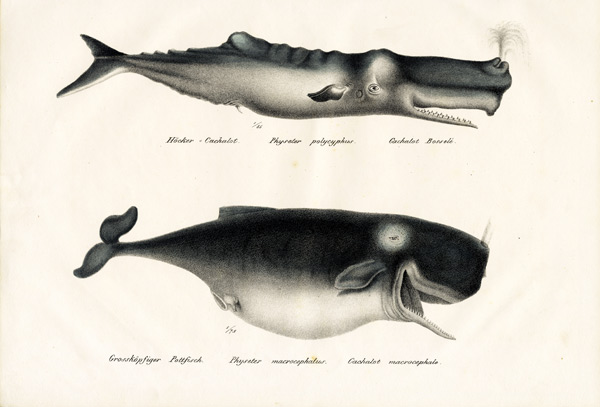 Sperm Whales van Karl Joseph Brodtmann
