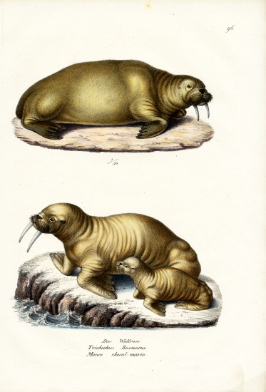Walrus van Karl Joseph Brodtmann
