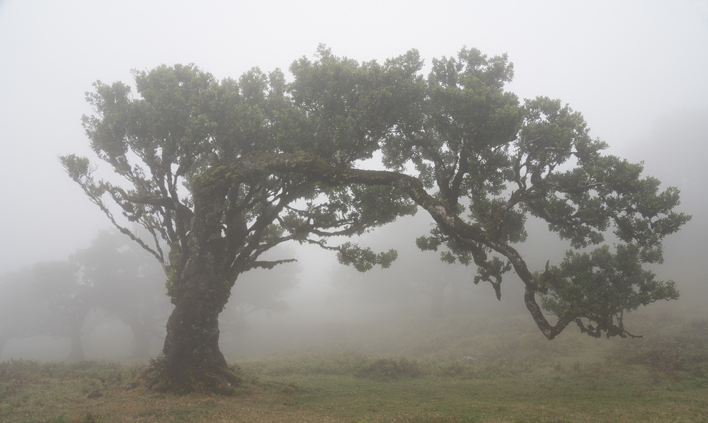 Tree in the mist van Karsten Wrobel