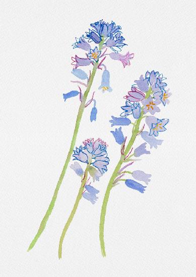Spanish bluebell or Hyacinthoides hispanica botanical painting