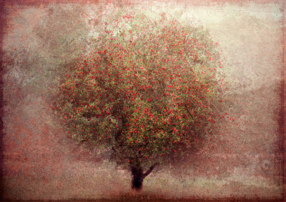 Apple tree van Katarina Holmström