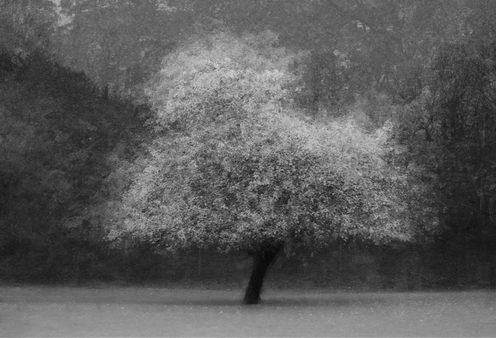 Tree magic van Katarina Holmström