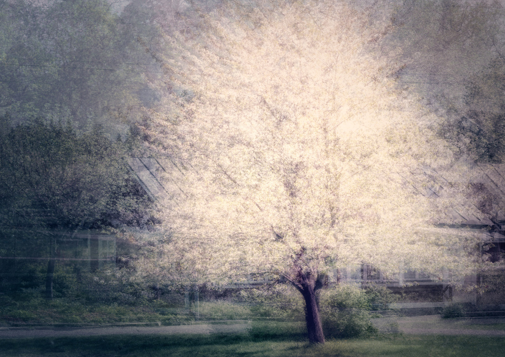 Apple tree in bloom van Katarina Holmström