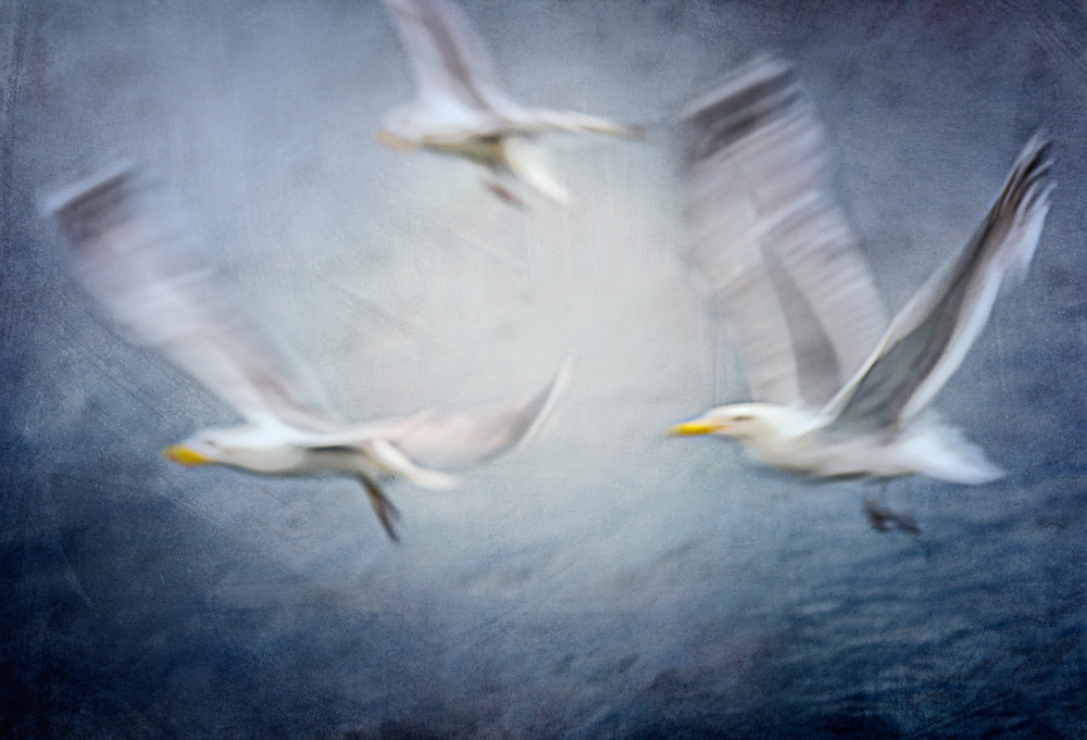Seagulls van Katarina Holmström