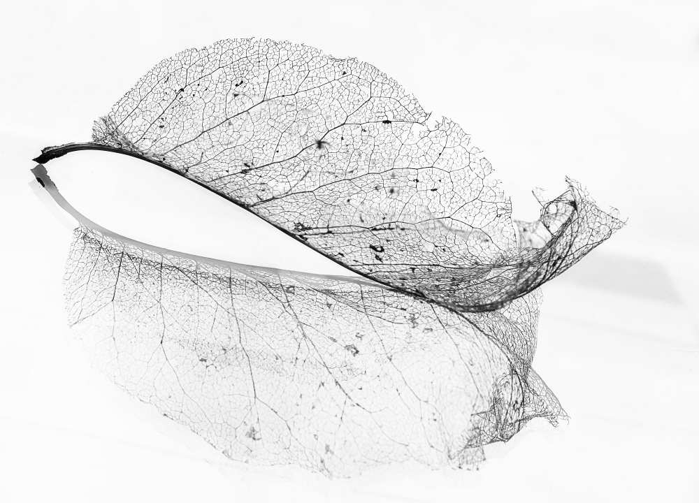 The old leaf van Katarina Holmström