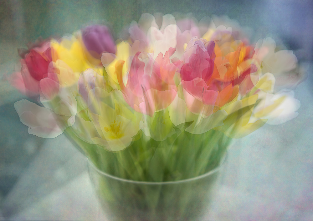 Tulips van Katarina Holmström