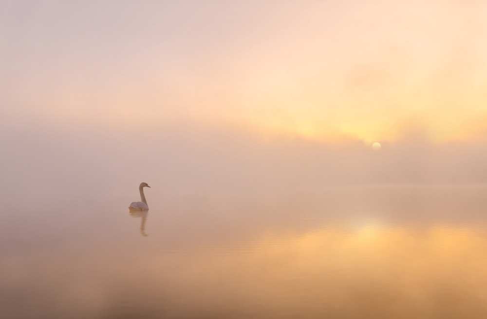 Misty morning van Katarzyna Gritzmann