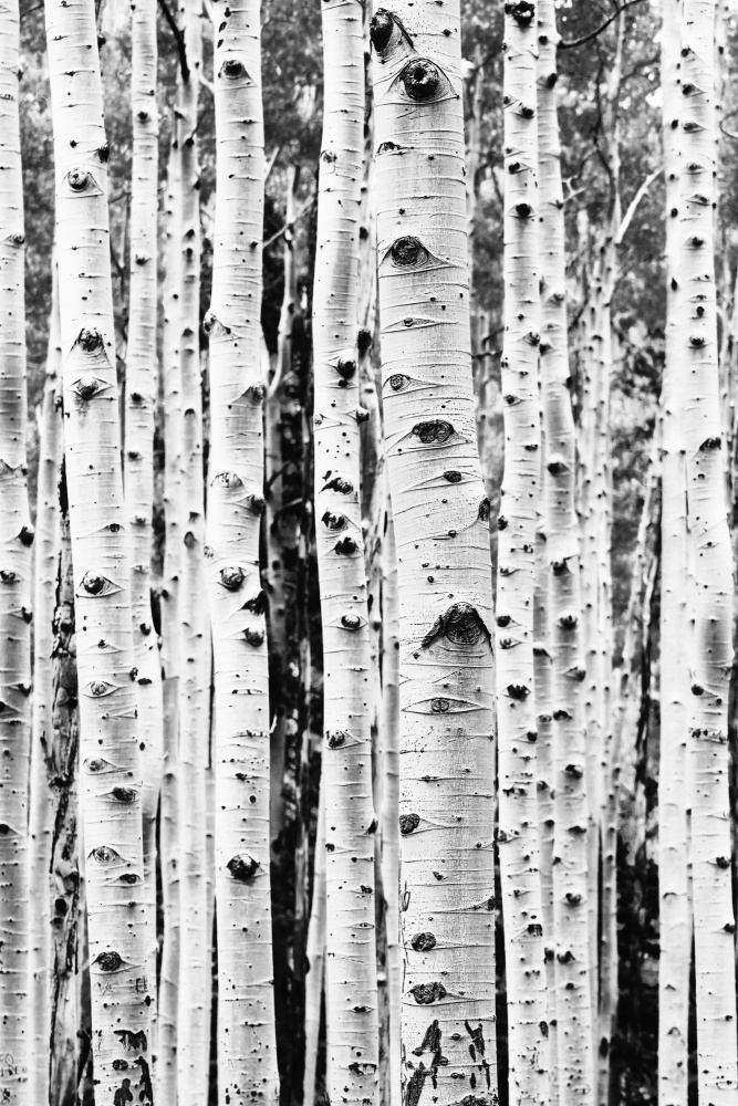 Birches van Kathrin Pienaar