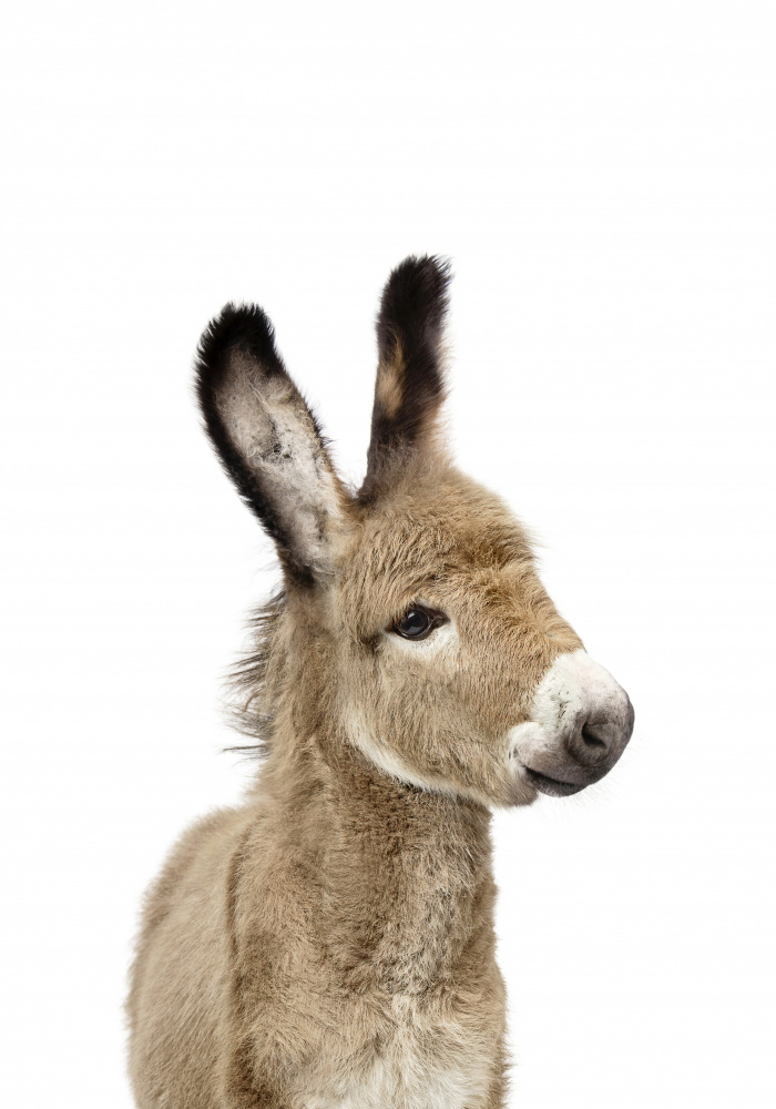 Baby Donkey van Kathrin Pienaar