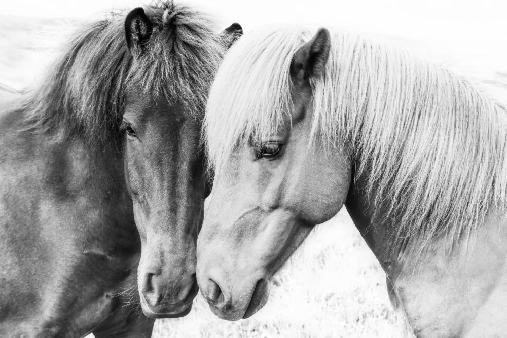 Horse Love van Kathrin Pienaar
