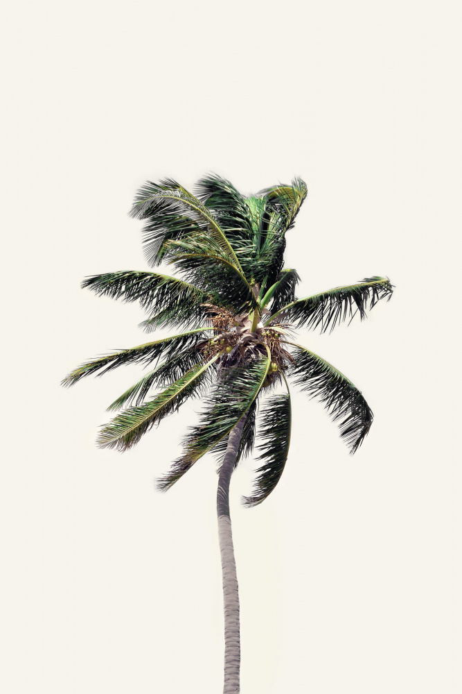 Windy Palm Tree van Kathrin Pienaar