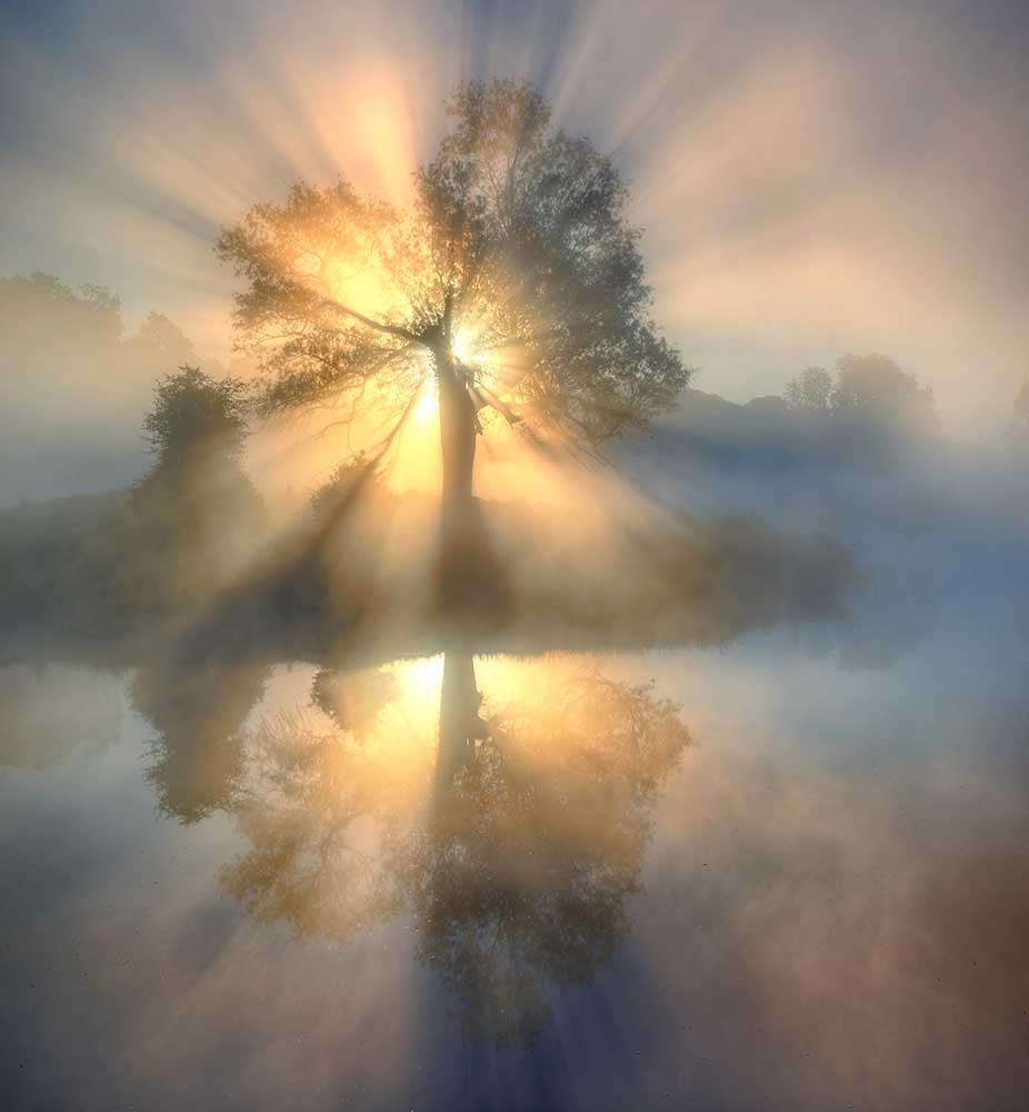 Tree of light van Keller