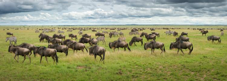 Great Migration in Serengeti Plains van Kirill Trubitsyn