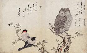 An Owl and two Eastern Bullfinches, from an album 'Birds compared in Humorous Songs, Contest of Poet