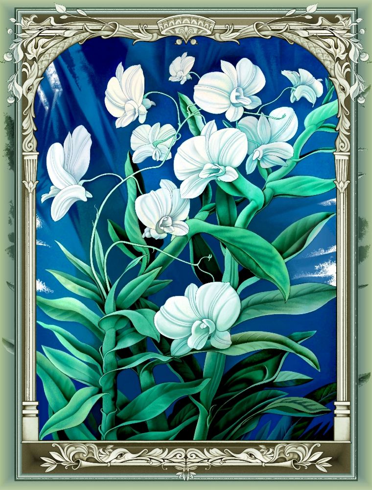 Die Orchideen (Variante) van Konstantin Avdeev