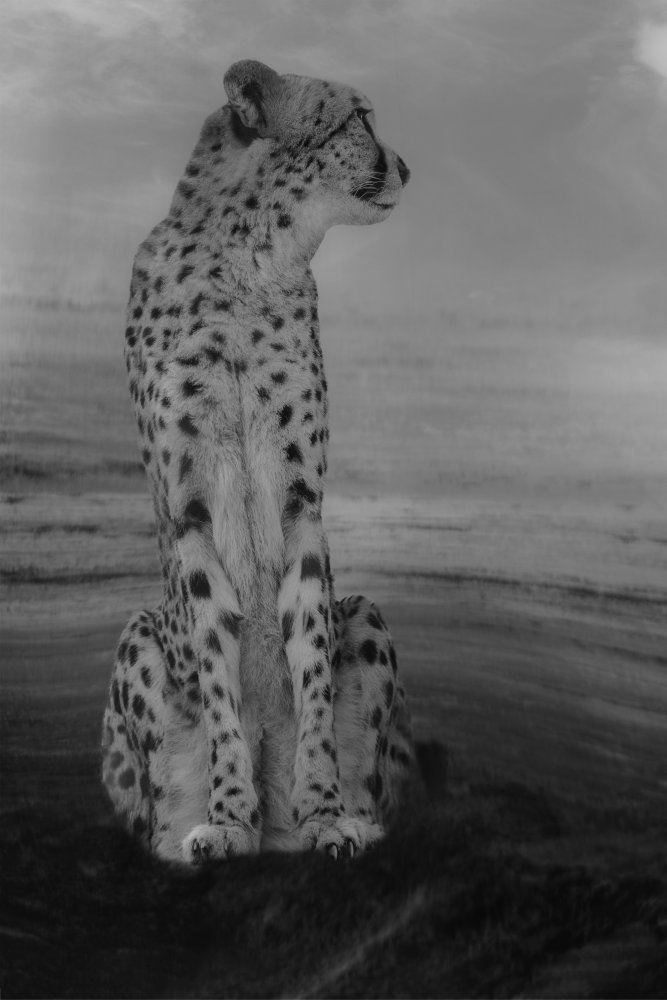 Cheetah on the Watch van Krystina Wisniowska