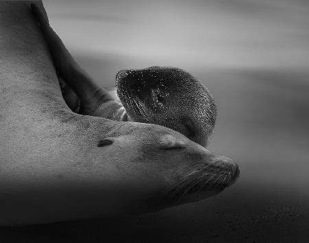 Sea Lion Pup with the Mother