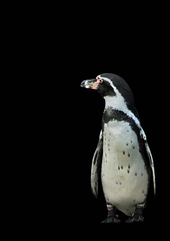 Pinguin II van Kunskopie Kunstkopie