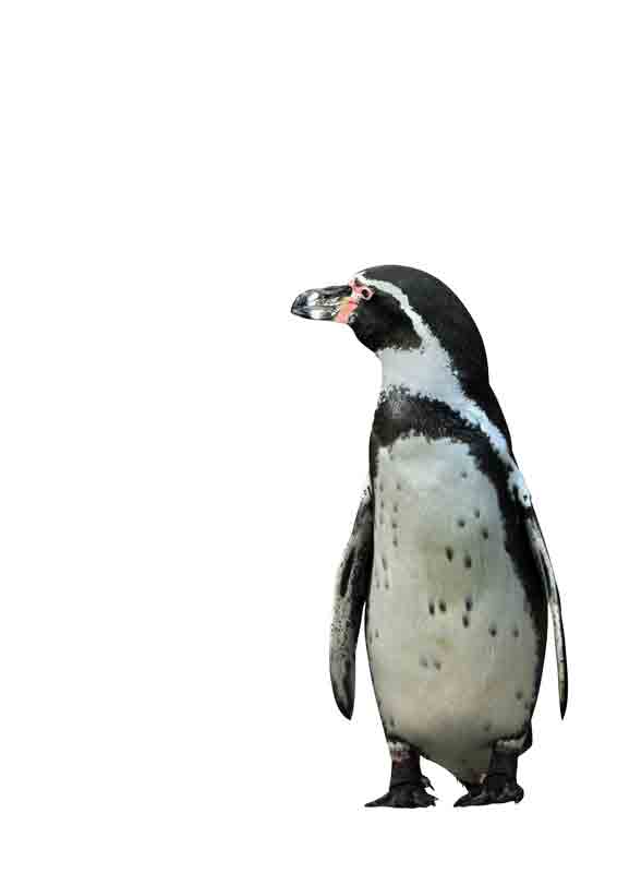 Pinguin van Kunskopie Kunstkopie